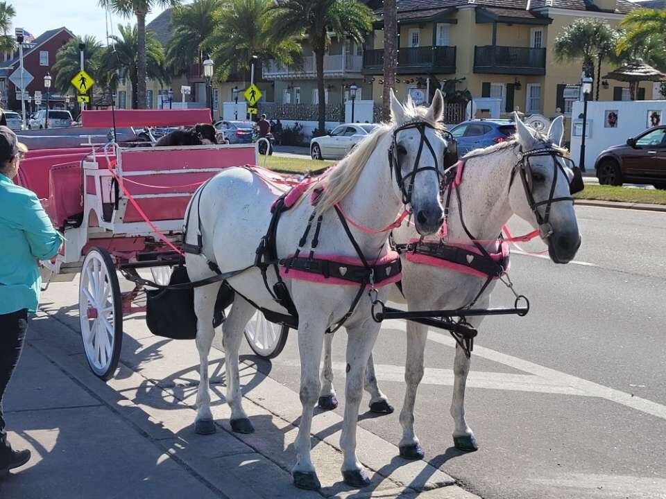 Picture of Old City Carriages