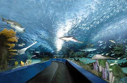 Picture of Ripley's Aquarium of Myrtle Beach