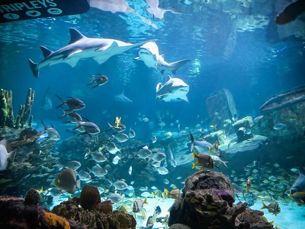 Picture of Ripley's Aquarium of the Smokies