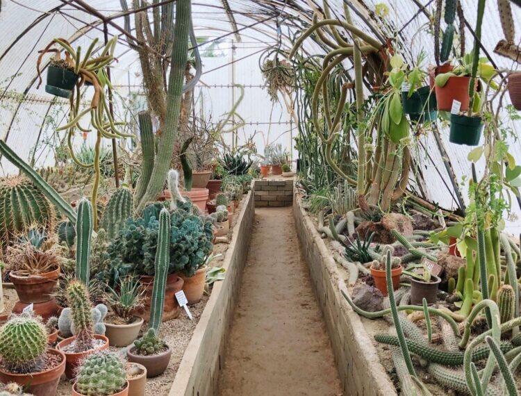 Picture of Moorten Botanical Garden