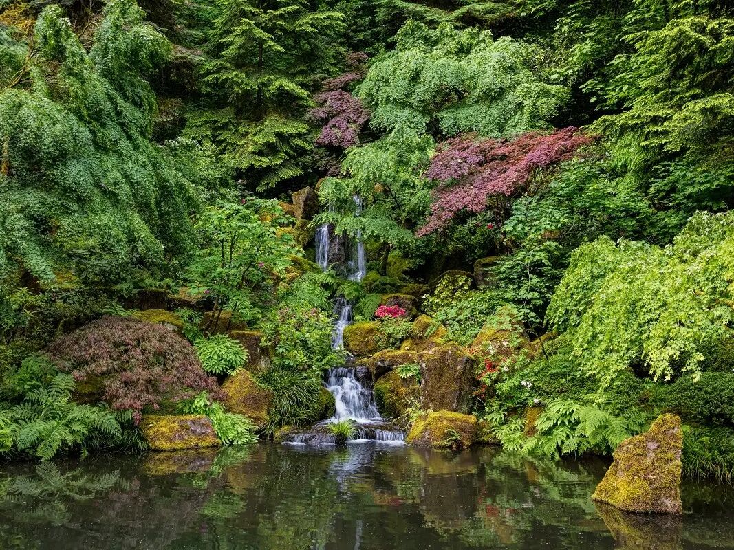 Picture of Portland Japanese Garden