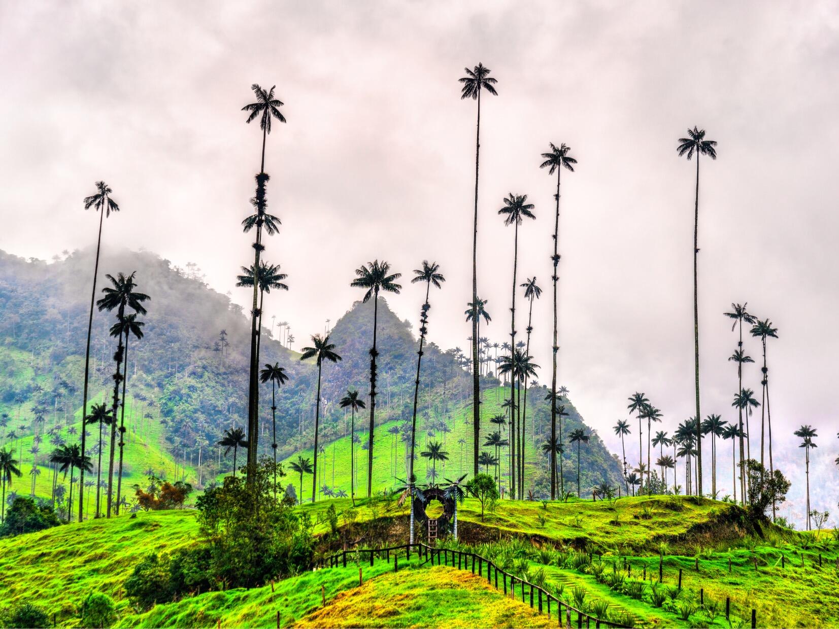 Picture of Eje cafetero