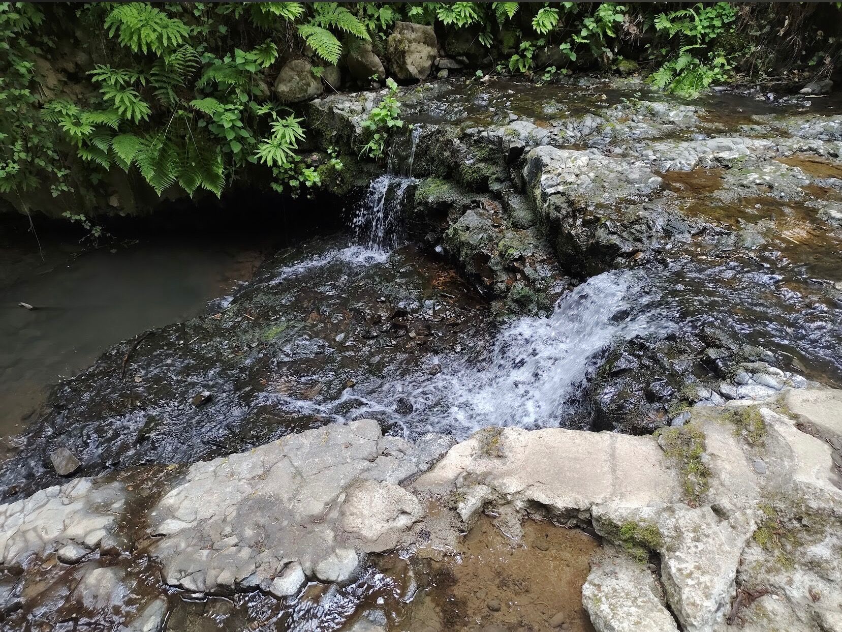 Picture of Macleay Park