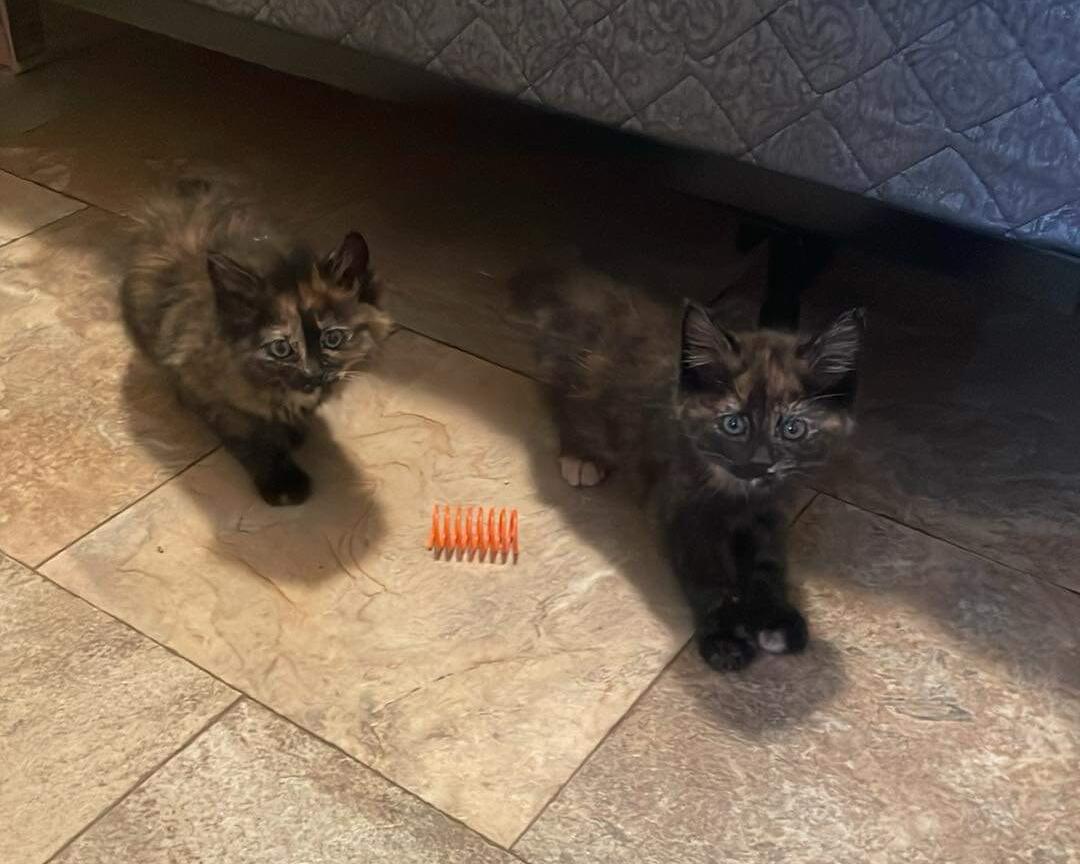 Picture of Pumpkin and spice 