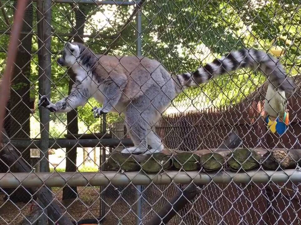 Picture of Wilderness Trails Zoo