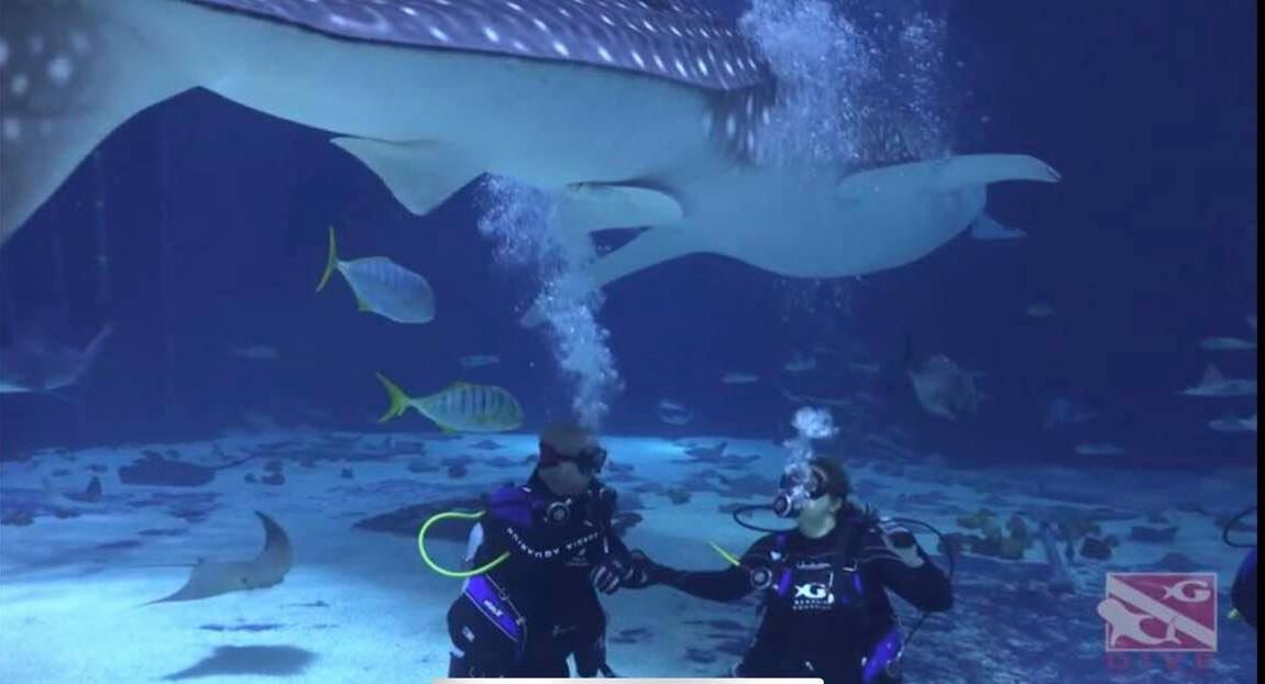 Picture of Georgia Aquarium