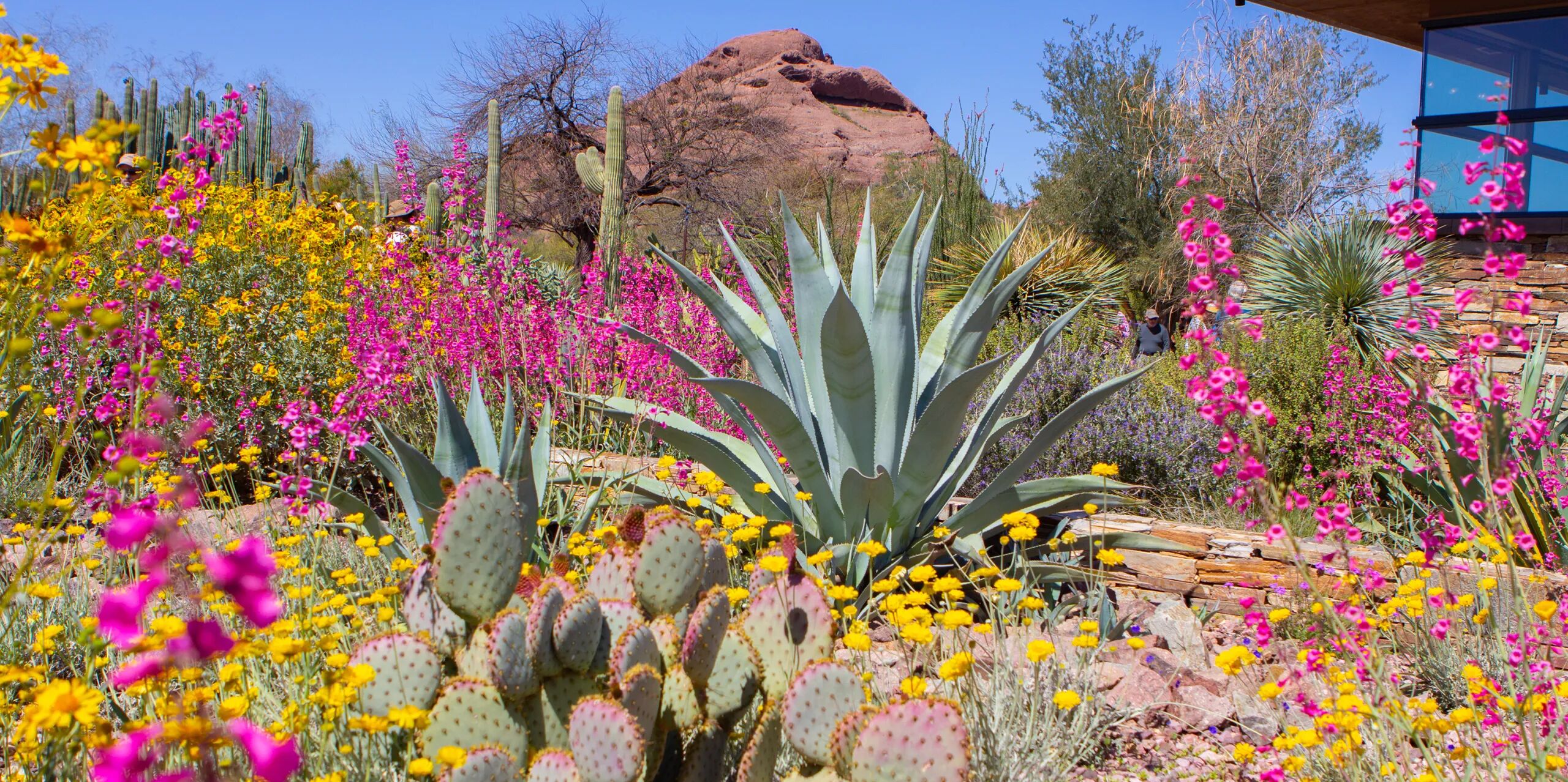 Picture of Desert Botanical Garden