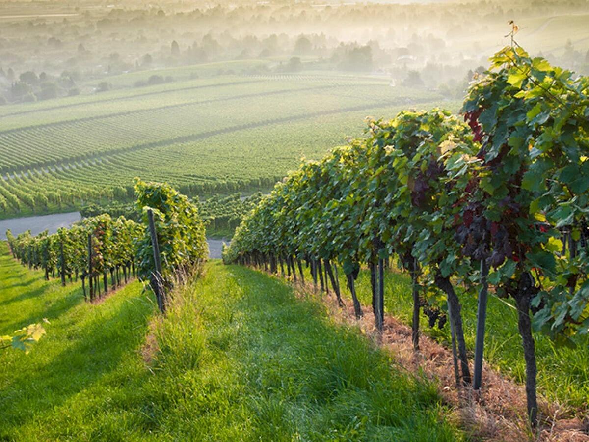 Picture of Visit a local vineyard (or two)