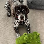 Dog of Honor