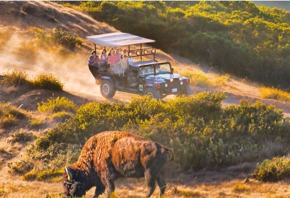 Picture of Bison Expedition