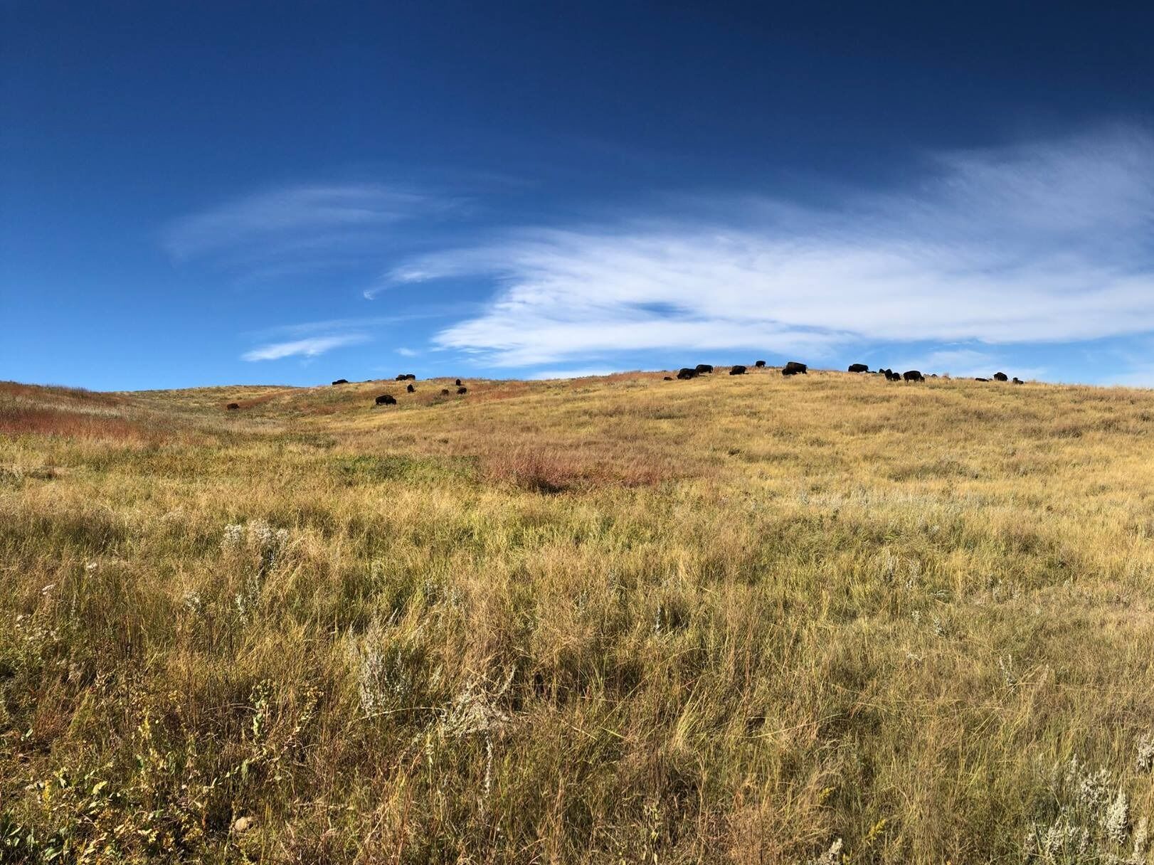 Picture of Custer State Park