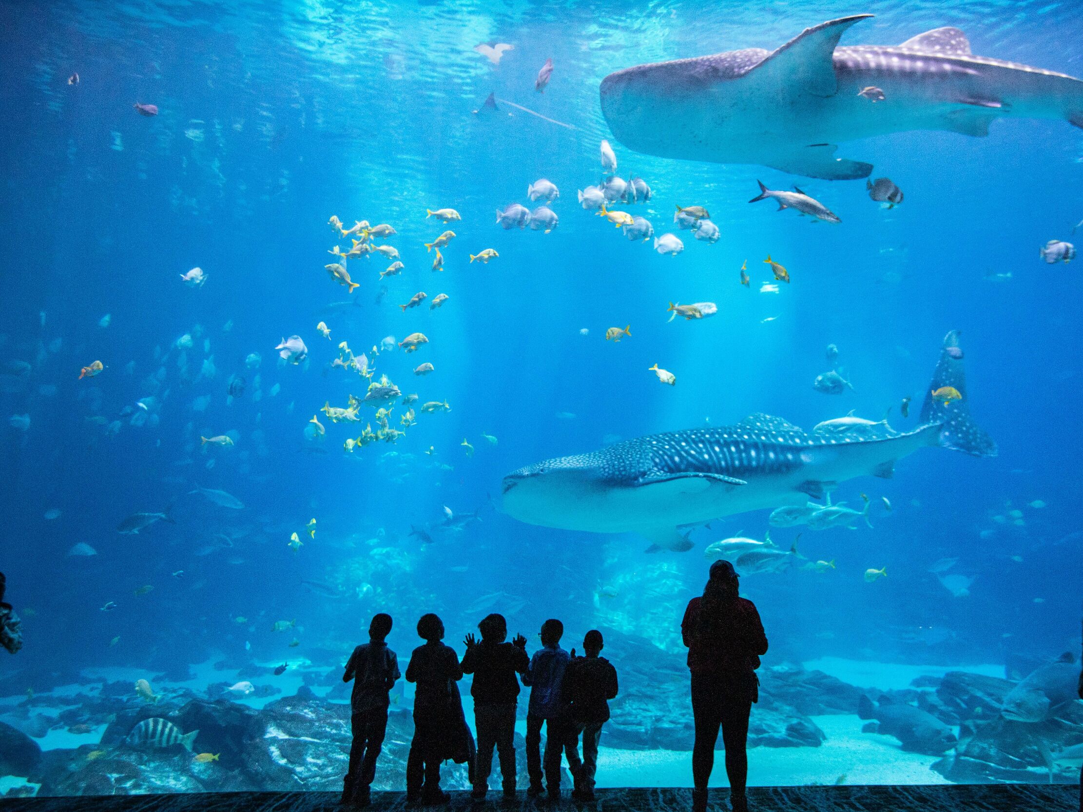 Picture of Georgia Aquarium