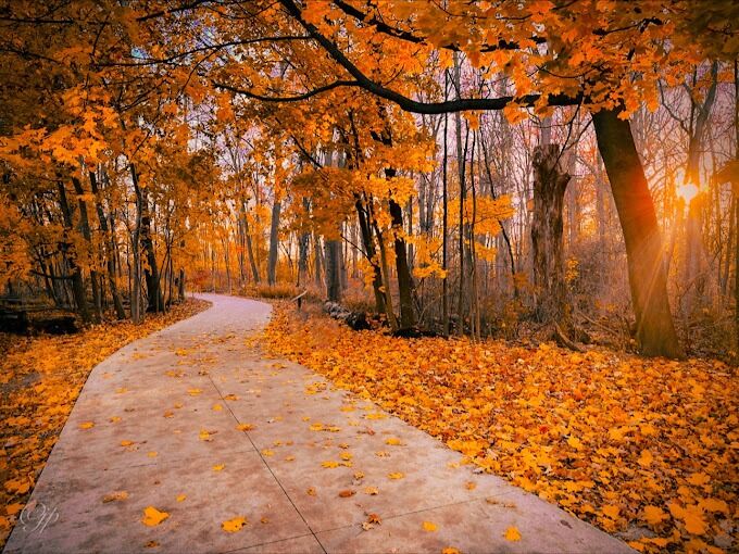 Picture of Pinafore Park