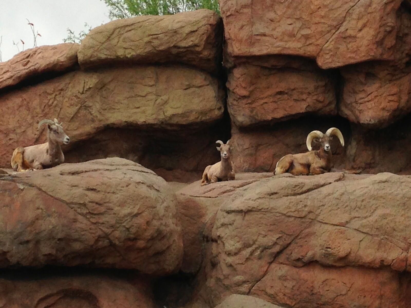 Picture of Arizona-Sonora Desert Museum