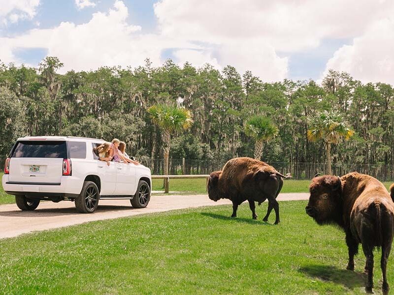Picture of Wild Florida Safari Drive Thru Park