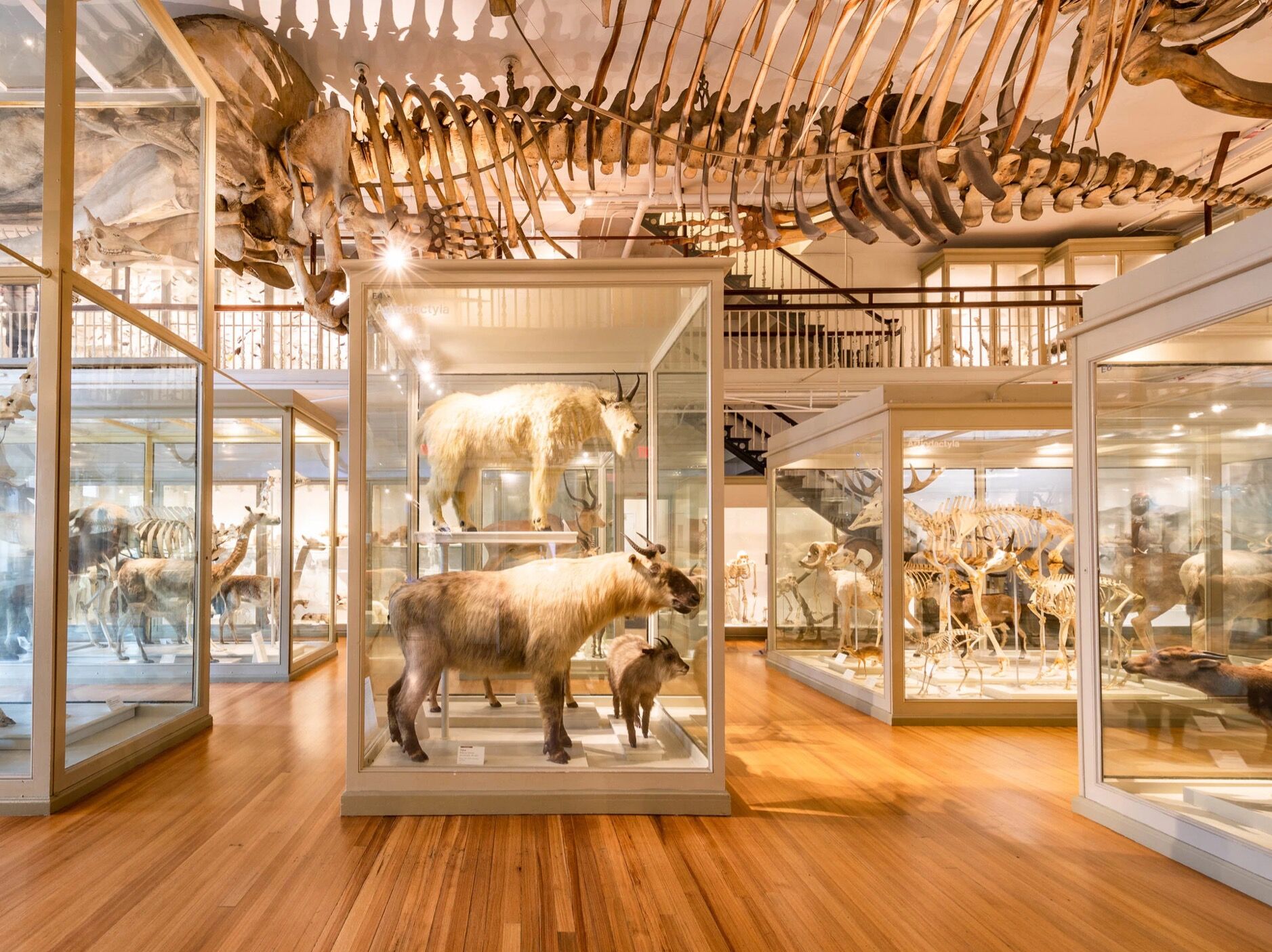 Picture of The Harvard Museum of Natural History