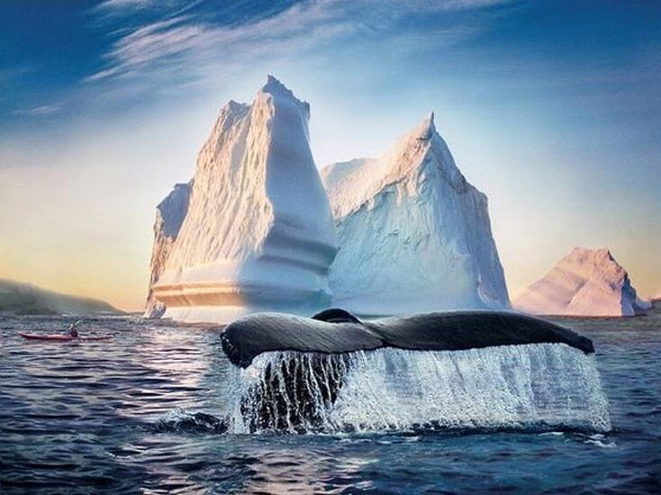 Picture of Iceberg Quest Ocean Tours