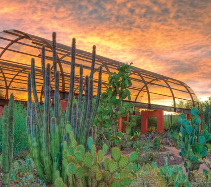 Picture of Desert Botanical Garden