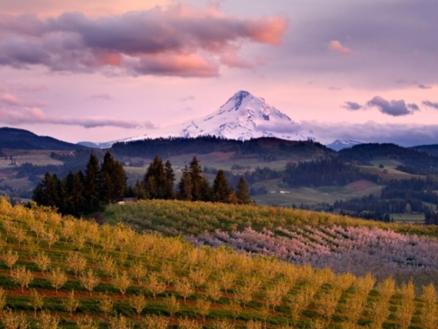 Picture of Packer Orchards & Bakery