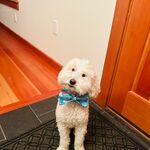 Sammy