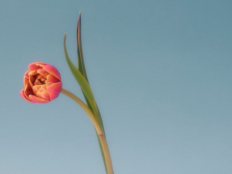 A romantic pink and pale yellow tulip