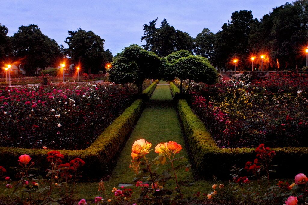 Picture of International Rose Test Garden