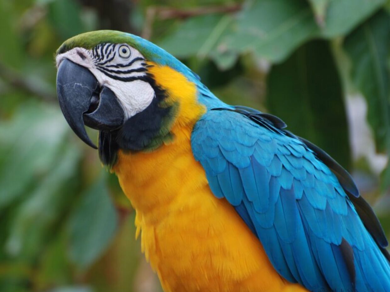 Picture of Philip's Animal Garden