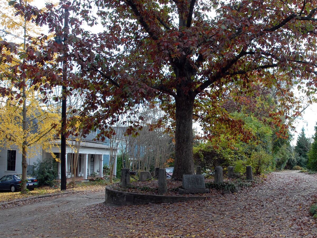 Picture of Tree That Owns Itself
