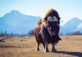 Picture of Musk Ox Farm:
