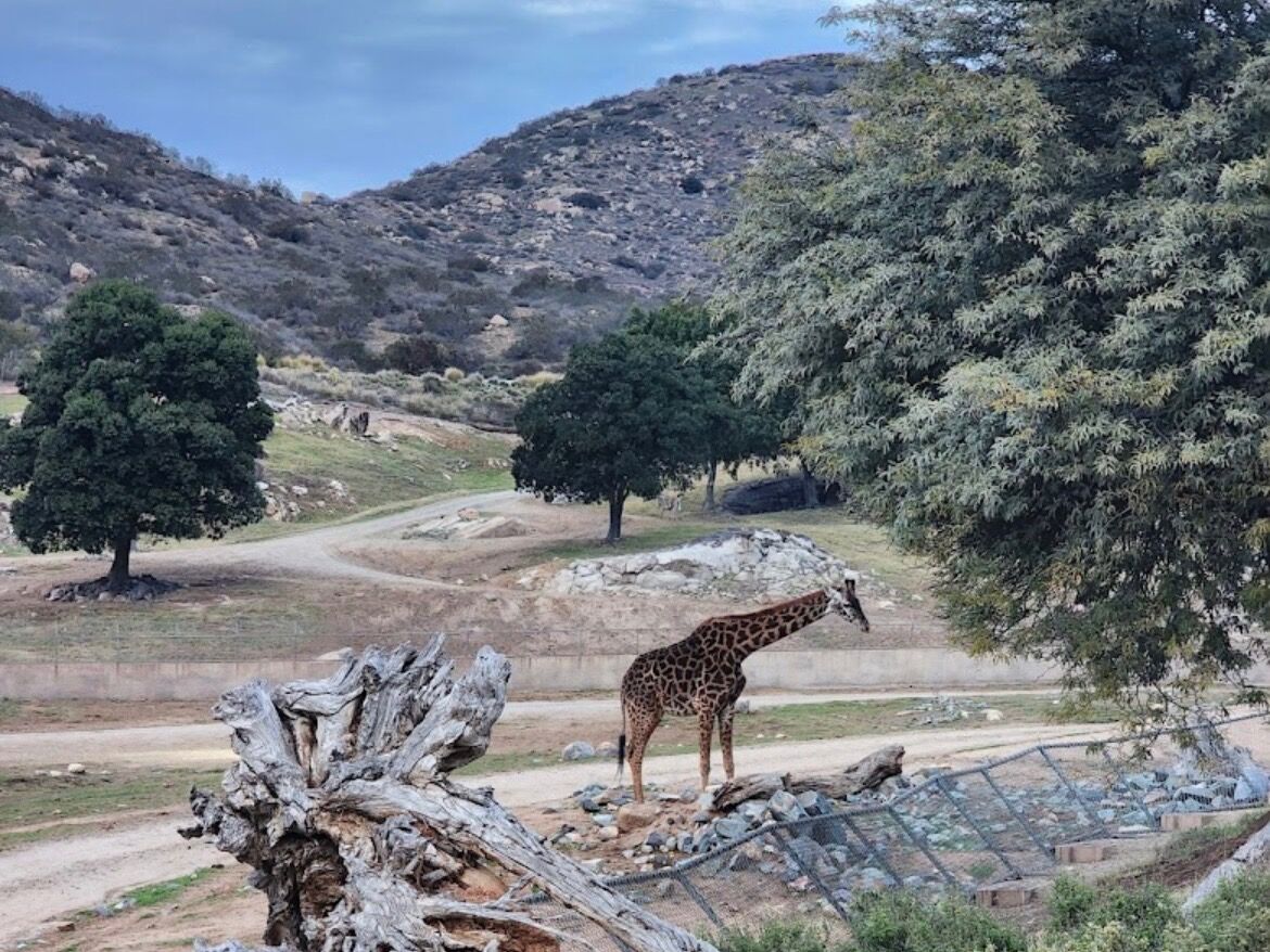 Picture of San Diego Zoo Safari Park