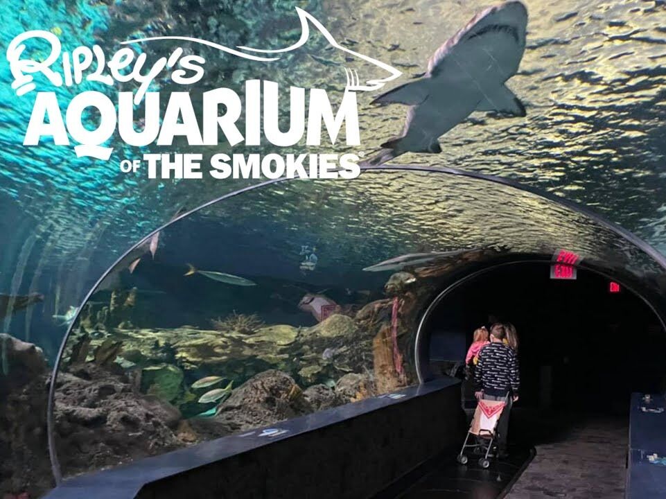 Picture of Ripley's Aquarium of the Smokies