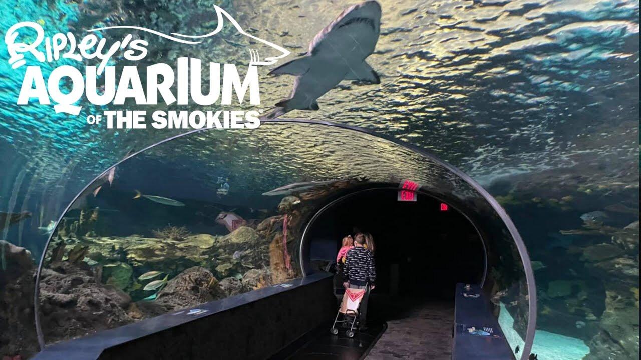 Picture of Ripley's Aquarium of the Smokies