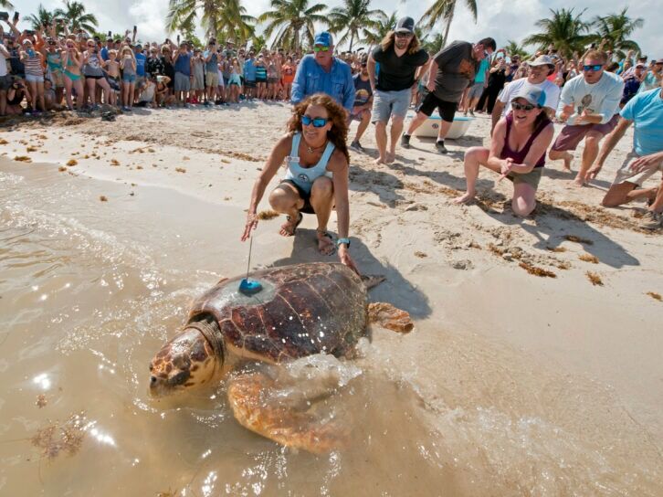 Picture of Turtle Hospital