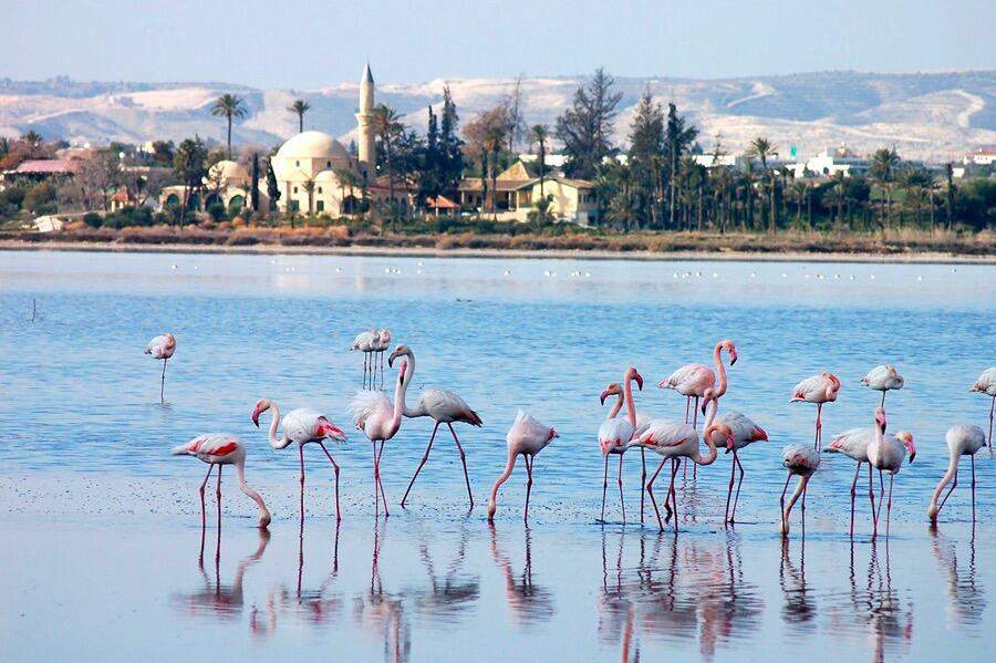 Picture of Salt Lake: A Protected Habitat