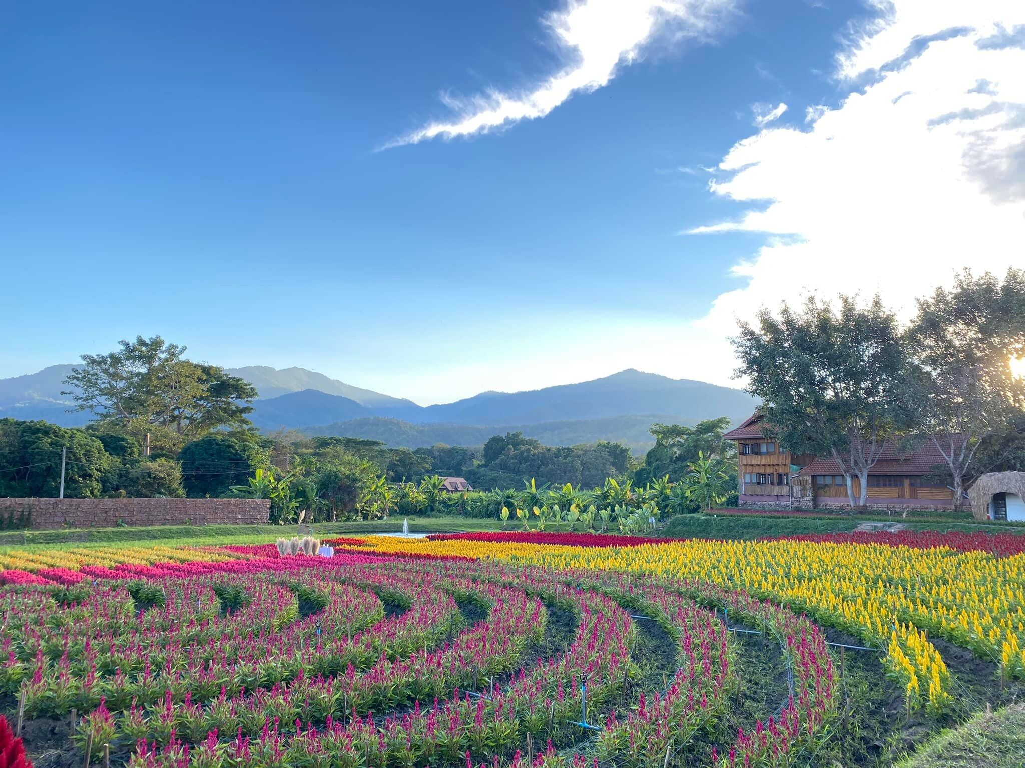 Picture of Sixflowers Garden