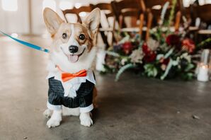Corgi Ring Bearer for Wedding at Brick in San Diego, California