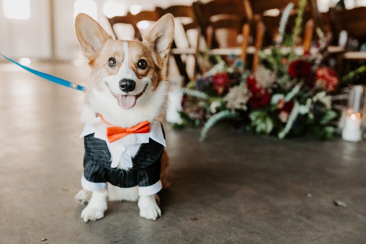 Corgi Ring Bearer for Wedding at Brick in San Diego, California