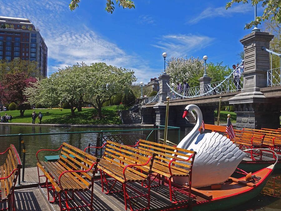 Picture of Swan Boats