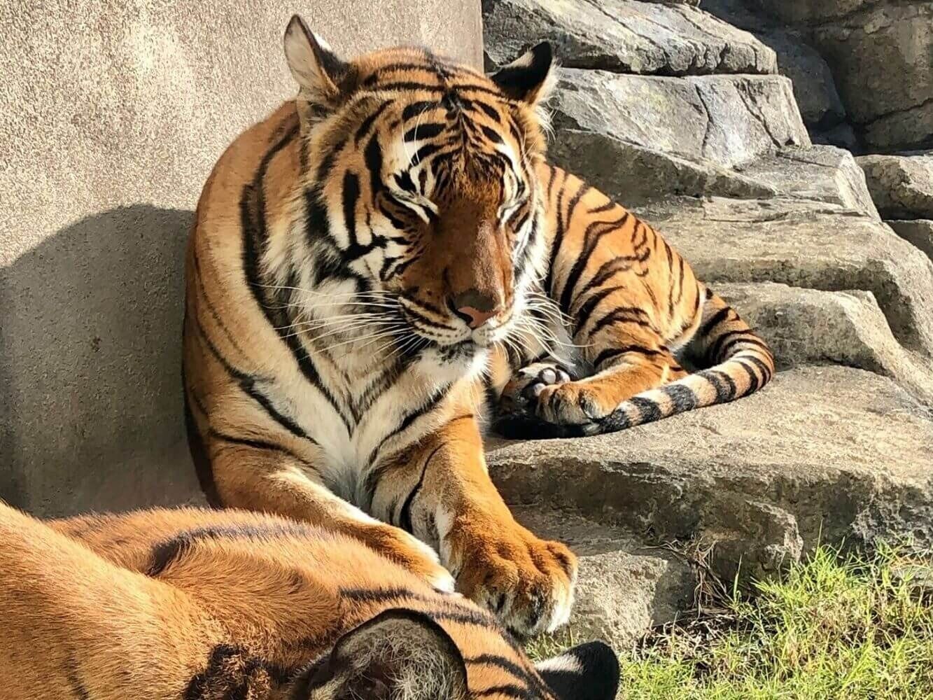 Picture of Tulsa Zoo
