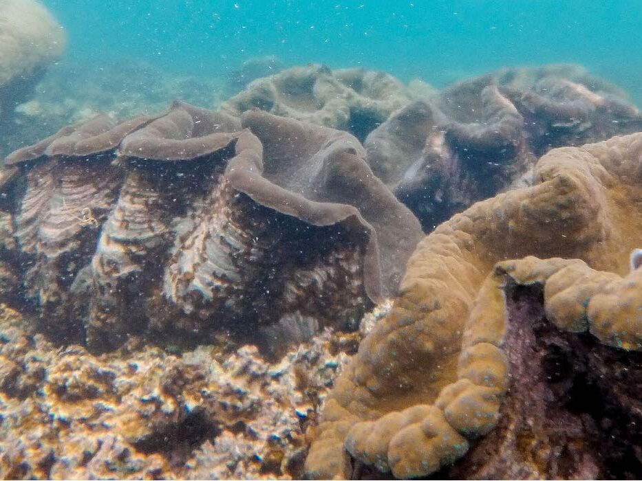 Picture of Giant Clam Sanctuary