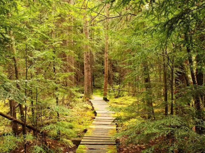 Picture of Holmboe Conifer Forest State Natural Area