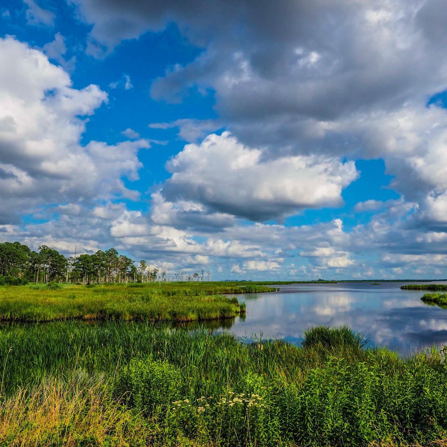 Picture of Blackwater National Wildlife Refuge