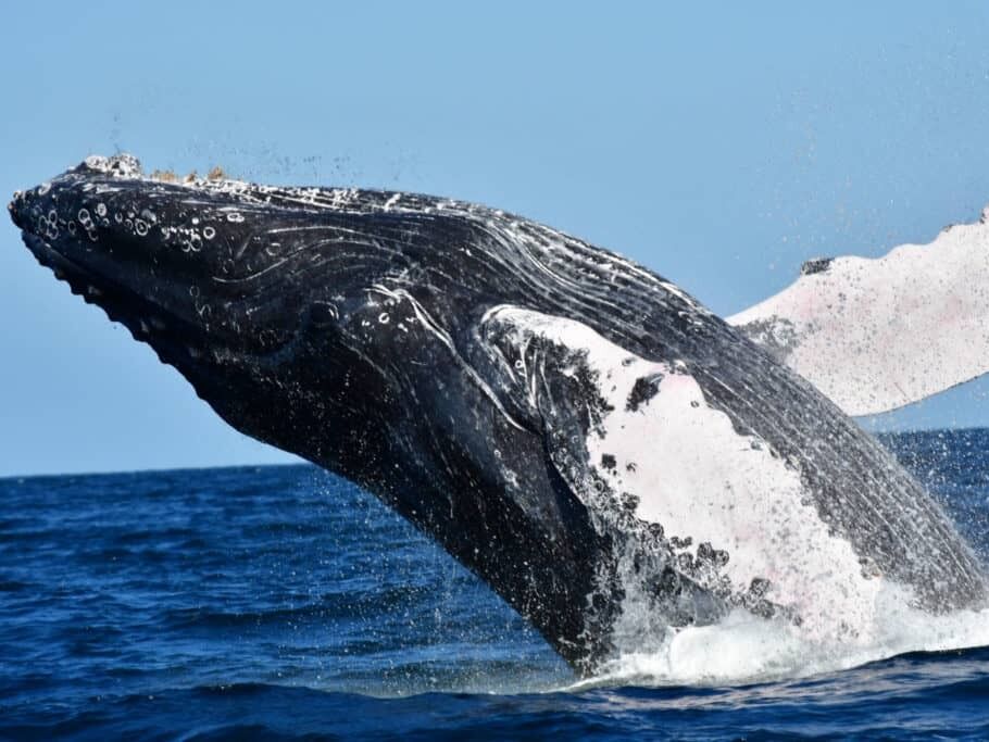 Picture of Cabo Adventures Whale Watching