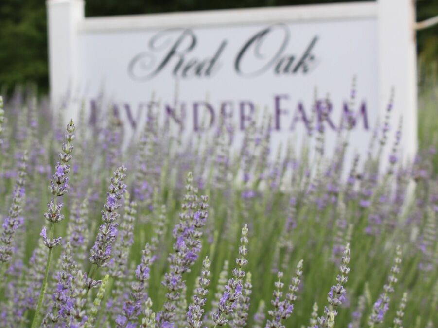 Picture of Red Oak Lavender Farm & Shop
