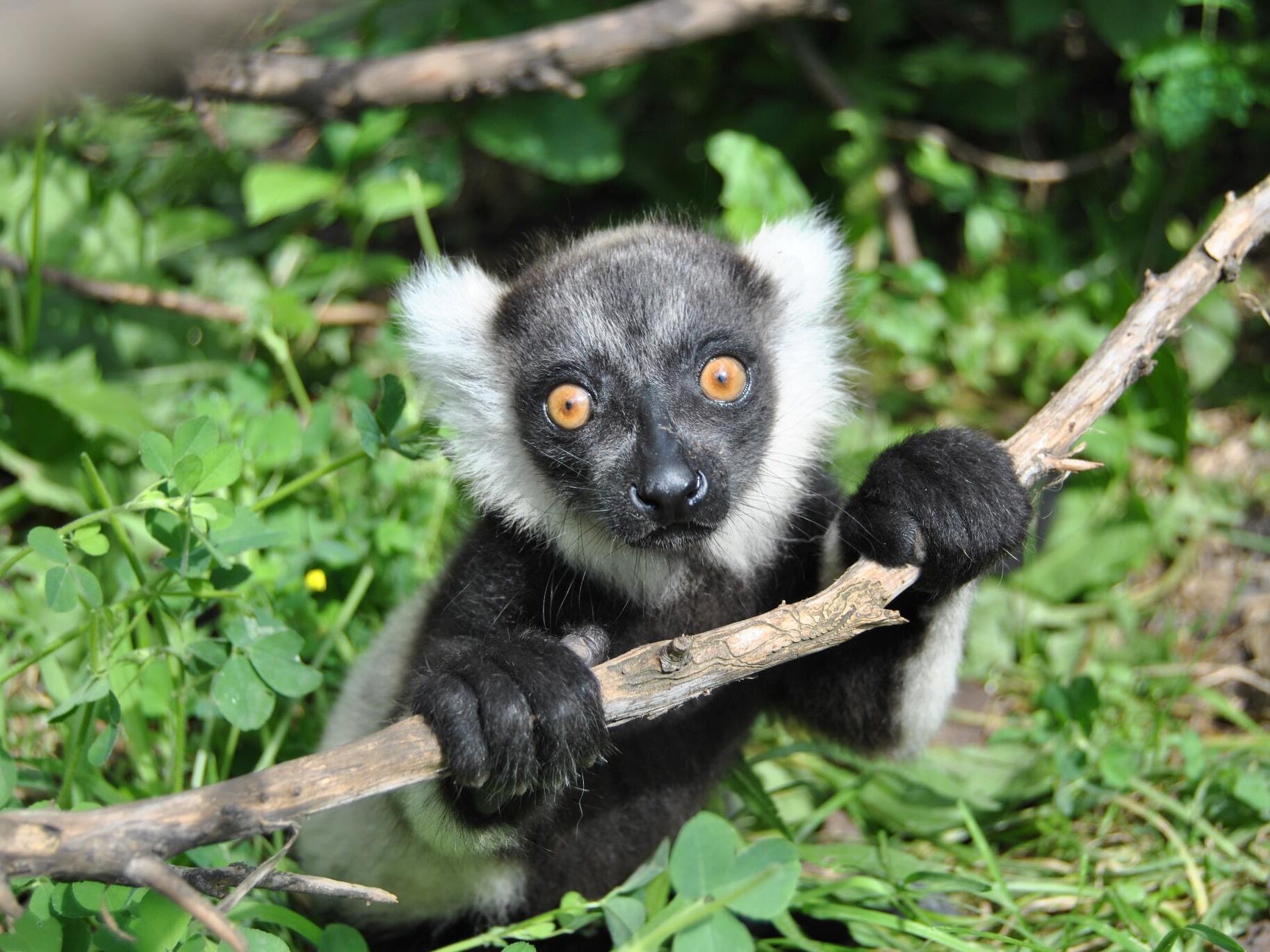 Picture of Bramble Park Zoo