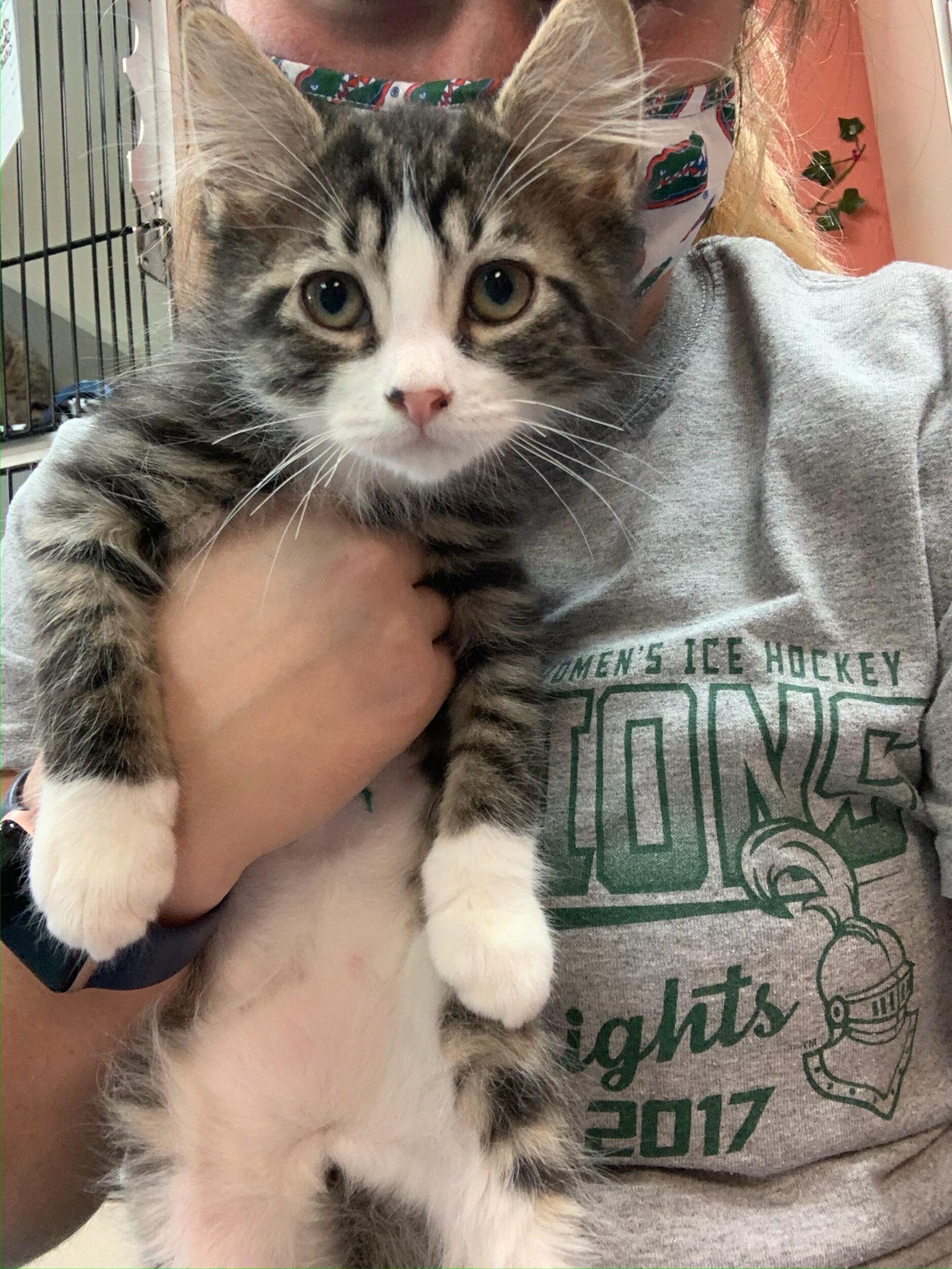 Only 2 months in to Physical Therapy School, despite Logan's protests, Rachael adopted a kitten. She named him Calyx and the rest is history! 