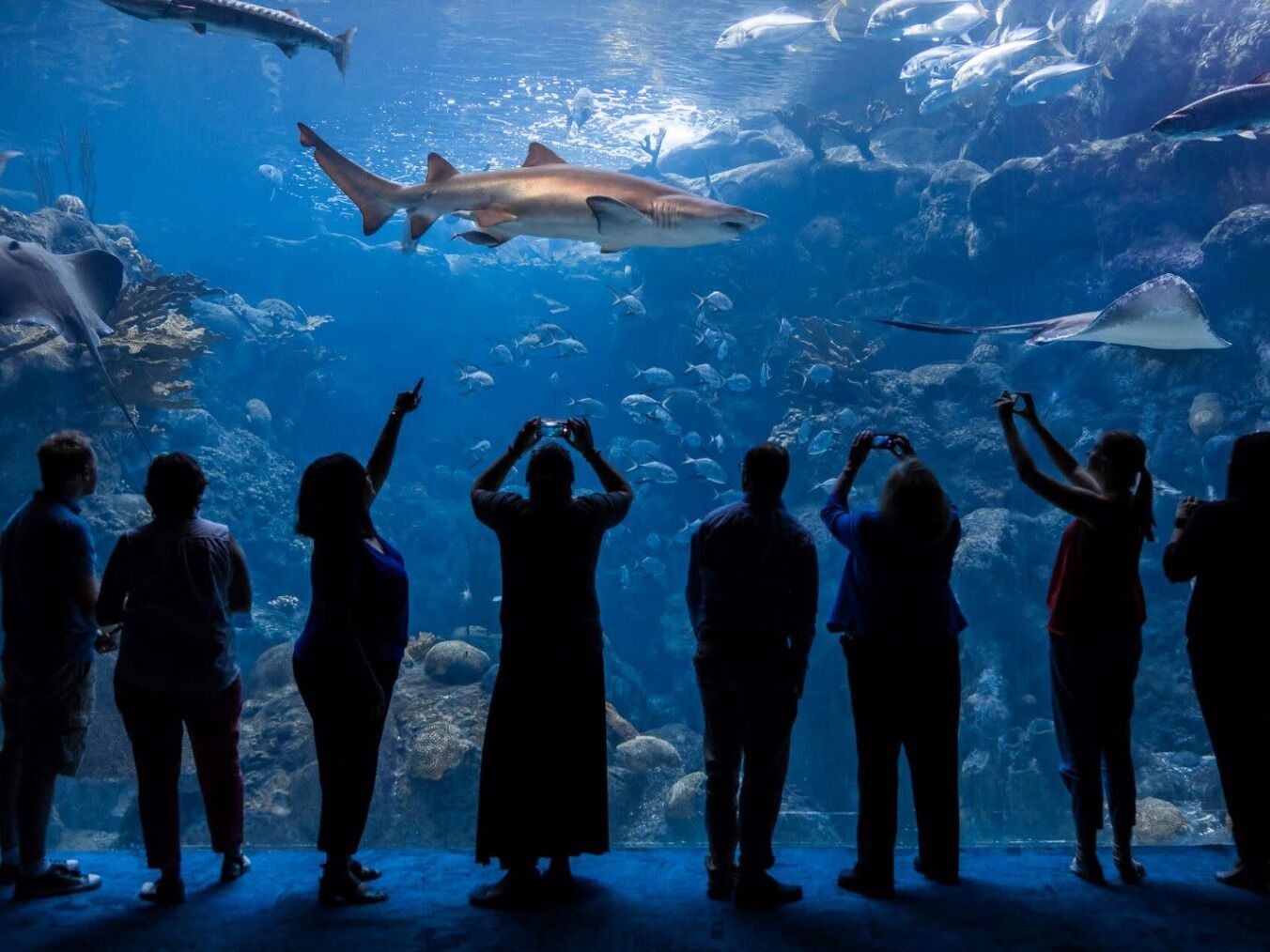 Picture of The Florida Aquarium