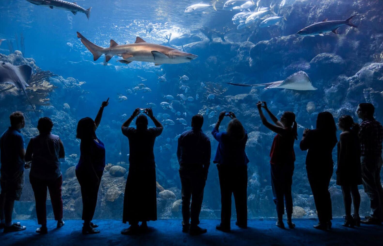 Picture of The Florida Aquarium