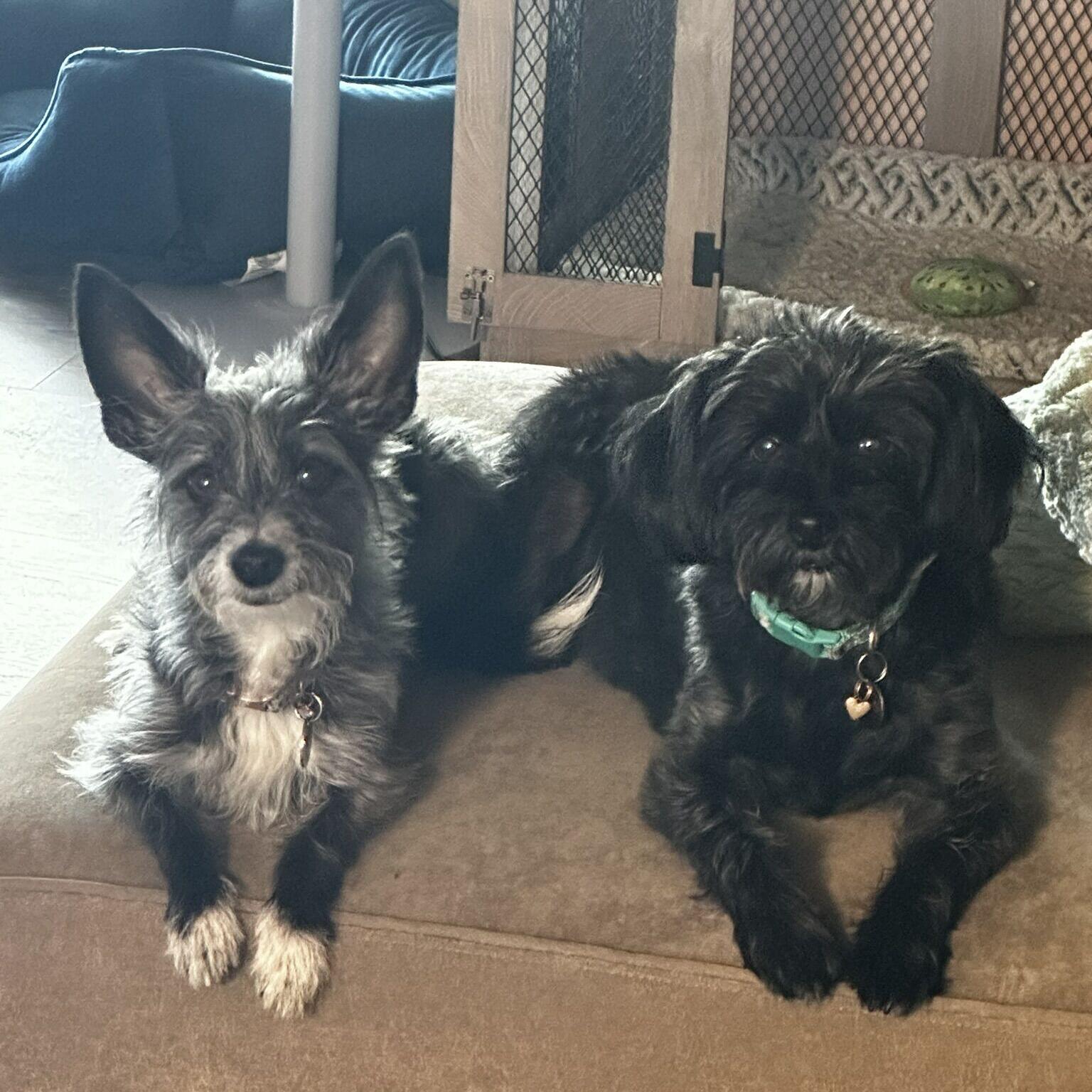 Henry & Ripley