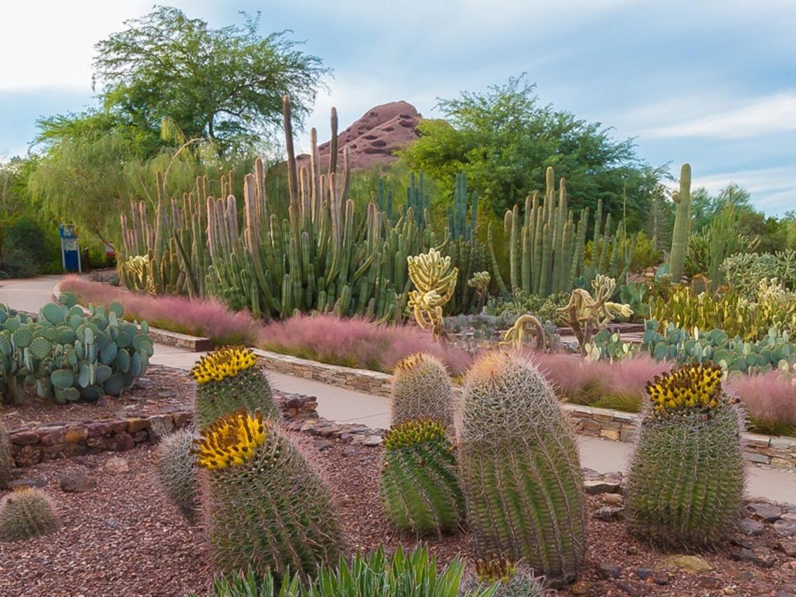 Picture of Desert Botanical Garden